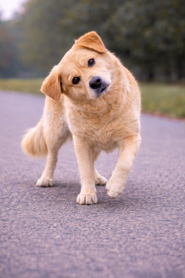 Jak vypadá zvědavý pes